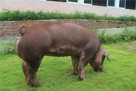 保加利亚、越南因非洲猪瘟损失巨大