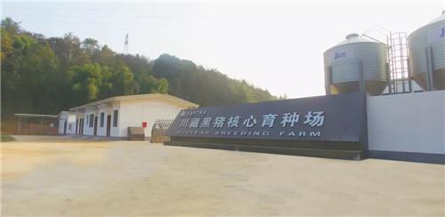 喜报！四川省唯一川藏黑猪核心育种场成功投产！