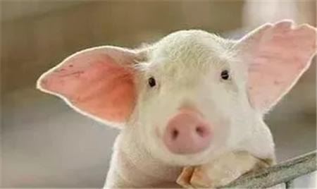 【时间调整】第九届李曼中国养猪大会举办时间调整为11月4-6日