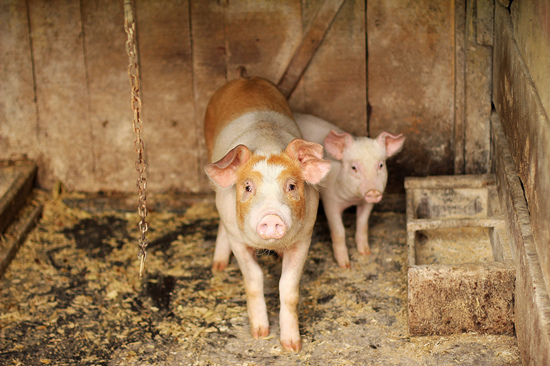 做好猪肉保供稳价工作，最根本的是要靠加快恢复生猪生产。