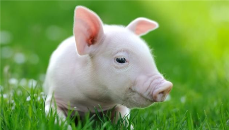 生猪缺口达350万头 自给率仅为46%！这个省严调出、猛养猪
