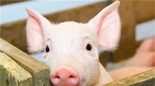 猪肉供应缺口收窄，1月CPI暂难下行