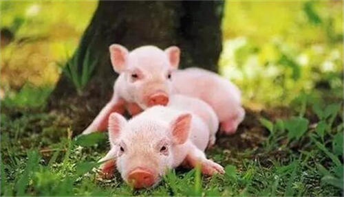 为了“保供稳价” 安化农商银行支持生猪产业发展记