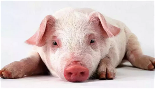 猪肉供需总体平稳 春节前价格料难上涨