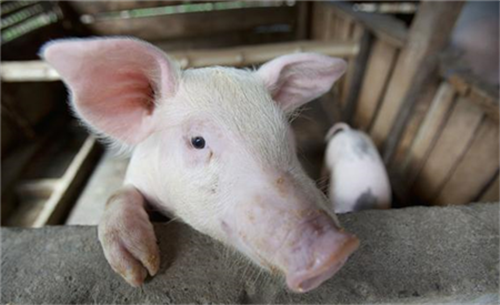 专论综述，比利时野猪非洲猪瘟防控？