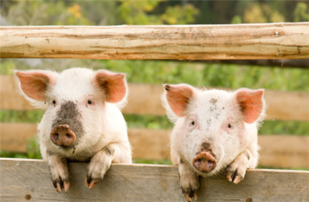 五种主要模式带动中小养猪场户复产增养国家生猪产业技术体系