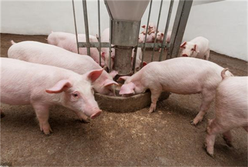 生猪变“金猪” 贵州银行福泉支行铺垫养殖业致富路