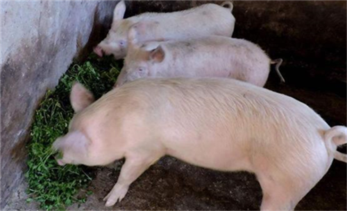 探访四川生猪生产一线：看不见猪跑？放心肉放心吃！