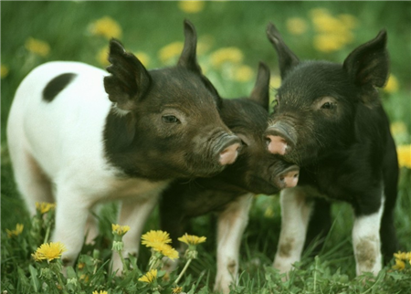 春节临近，日本动物检疫所严阵以待，严防非洲猪瘟入侵