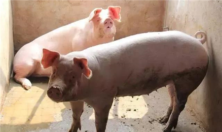 经历过非洲猪瘟和猪价上涨后，生猪行业情况如何？
