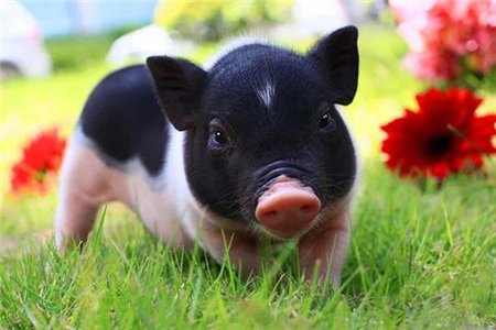 养殖行业禁令启动！养殖成本将增大？猪农该何去何从？！