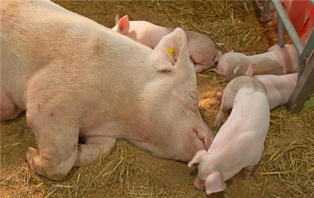 生猪生产期间都有哪些寄生虫病,你知道吗？