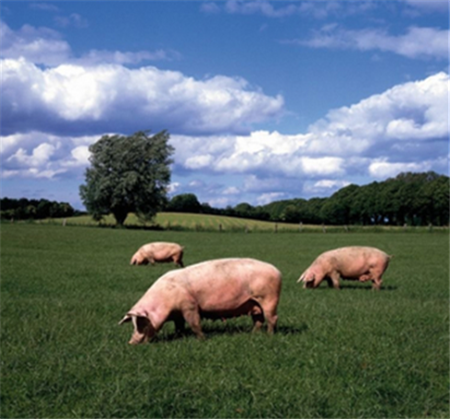 农村养猪遇到饲料短缺，猪饿的嗷嗷叫，咋办？
