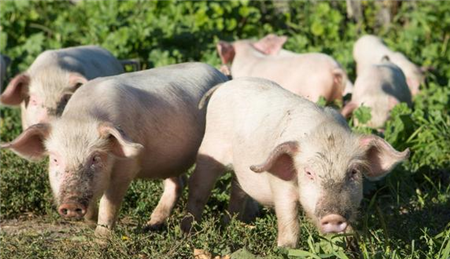抗新型冠状病毒，也许我们养猪人更有经验？