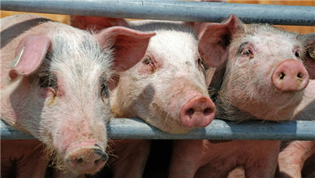 12月生猪产业发展指数继续回落 猪肉价格有望“退烧”