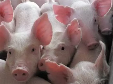 成辉：三年内 养猪业一定能恢复正常状态的80％