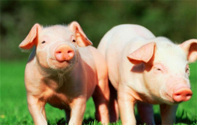 发生猪传染性胃肠炎的防疫措施