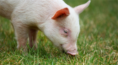 通過增加飼料營養防止仔豬腹瀉（3）