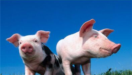 猪价持续上涨 新冠疫情影响短期难消除