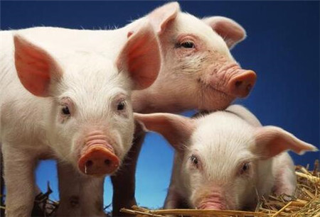 猪肉价格创新高，一头肥猪的平均收益保持在2260～3500元