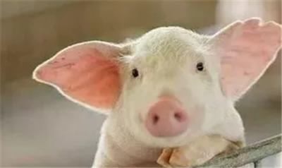 如何选择适合自己养猪场的蓝耳疫苗？