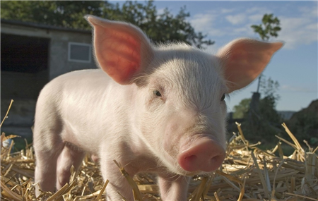 发改委：抓好生猪生产和非洲猪瘟防控，把新冠肺炎疫情影响降到最低