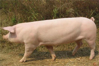 希腊非洲猪瘟或来自保加利亚 欧盟将开会讨论疫情