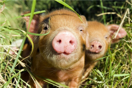 养猪人饲料节省20%妙招，猪场“五大寄生虫”防控掌握好