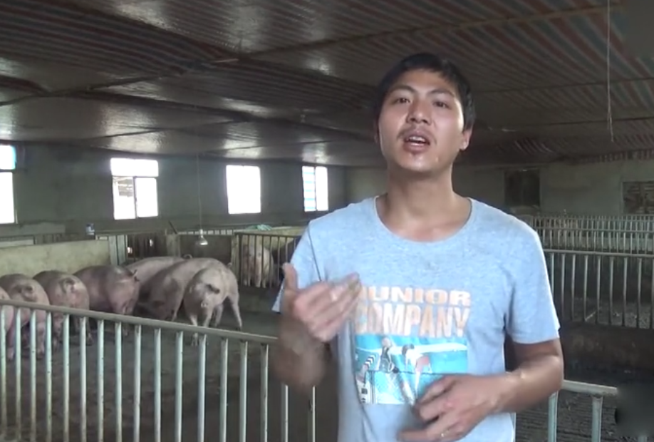 封闭式养猪场，700个平方只需要5万块钱，这么便宜的猪舍你见过吗！