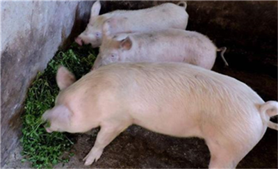 饲喂猪的三种方法，你都知道哪些？