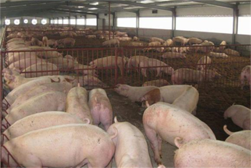规模养猪场生产过程中应注意的四关口（1）