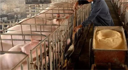 规模养猪场生产过程中应注意的四关口（2）