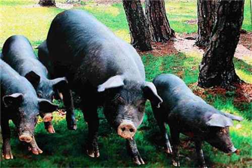 养猪场饲料应用中不容忽视的五大问题分析