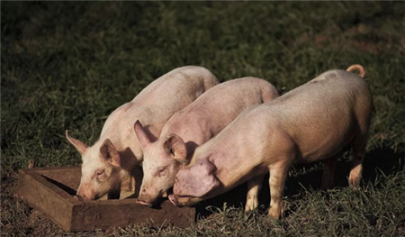 新冠肺炎和非洲猪瘟之下的养猪