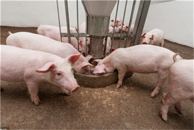 关注|新冠疫情对生猪养殖业的影响分析！