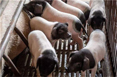 CPI与生猪价格的关系及竞争格局探讨