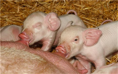猪肉板块涨近7% 猪价何时恢复常年水平？