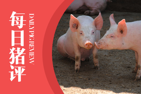 3月8日猪评：仔猪卖到2800/头之后，小养殖户开始被迫“淘汰”？