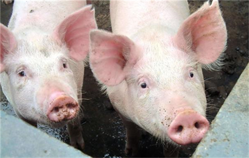 临床区分猪病毒与细菌性腹泻