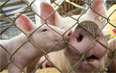 美国饲养员怎么进入养猪场的？