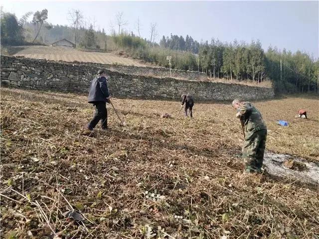 禹里镇石纽村的100亩藤椒基地开始栽种。