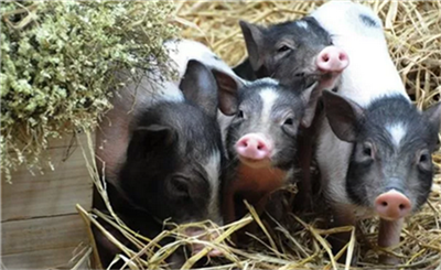 郑州：20条措施稳定生猪生产，引进种猪每头补贴2000元