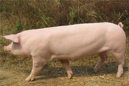 猪价陷入软泥，36.5元/公斤维持不变！储备冻肉已投放21万吨？