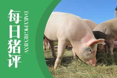 3月12日猪评：储备肉再投两万吨，猪价上涨“动力”被打压！