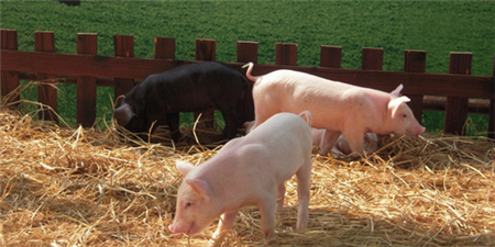 “公猪站基地项目的建设不仅能为贫困户带来分红收入，还能推动在阳原县建立国际级种猪基因数据库，优化县域产业布局，促进当地养殖产业进一步做大做强。”