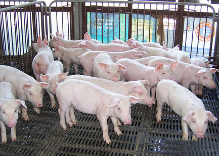 截至今日14：00时，全国农产品批发市场猪肉平均价格为47.71元/公斤，比上周五下降0.8%；