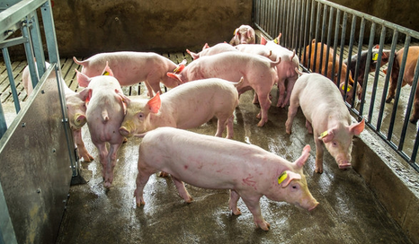 新冠病毒感染猪吗？NPPC称新冠疫情将对美国养猪业产生灾难性影响
