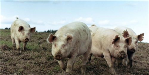 保育猪皮肤苍白、消瘦、咳嗽，一招破解保育猪难养问题！