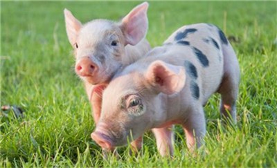 官方鼓励海外养猪，规模猪企为何“独占”红利？