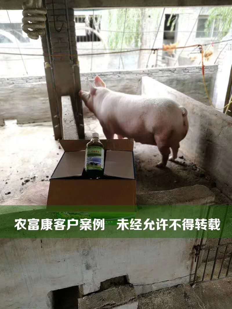 em菌保健液养猪促进吸收长得快益生菌养猪的好处 猪用益生菌em菌液